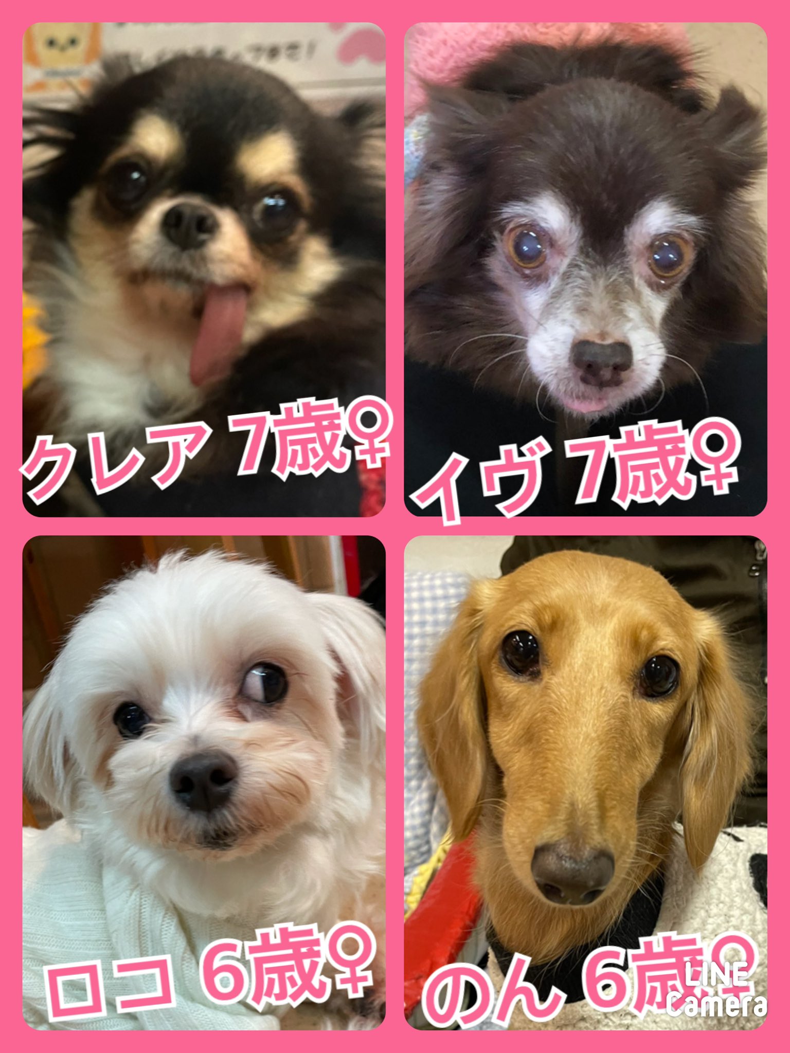 🐾今日の里親様募集中ワンコ🐶メンバーです🐾2021,1,6